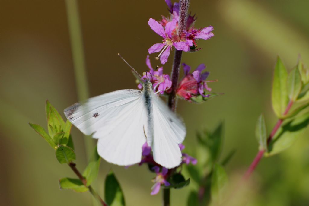 Pieris napi? No, Pieris rapae